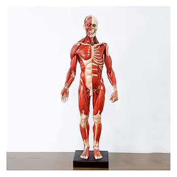 ANATOMY　MALE 　人体模型 Anatomy Tools AnatomyTools